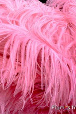Autruche premium - 50-60 cm - rose ancien